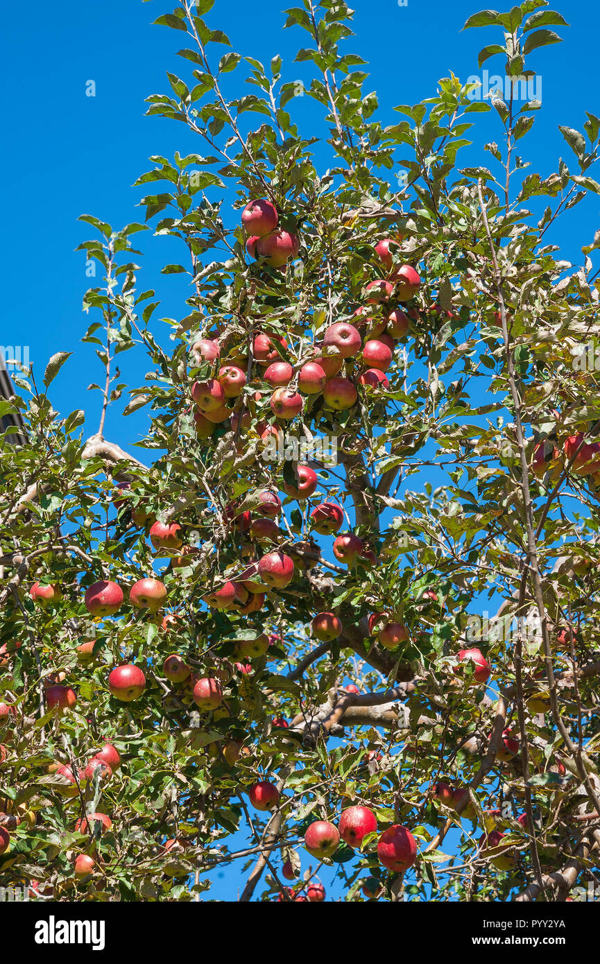 Red-cheeked apples on the tree, Upper Bavaria, Bavaria, Germany Stock Photo