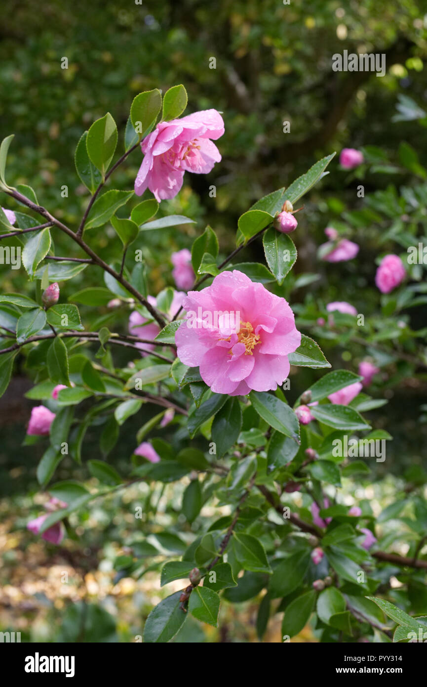 Camellia hiemalis 'Showa-no-sakae' flower. Stock Photo