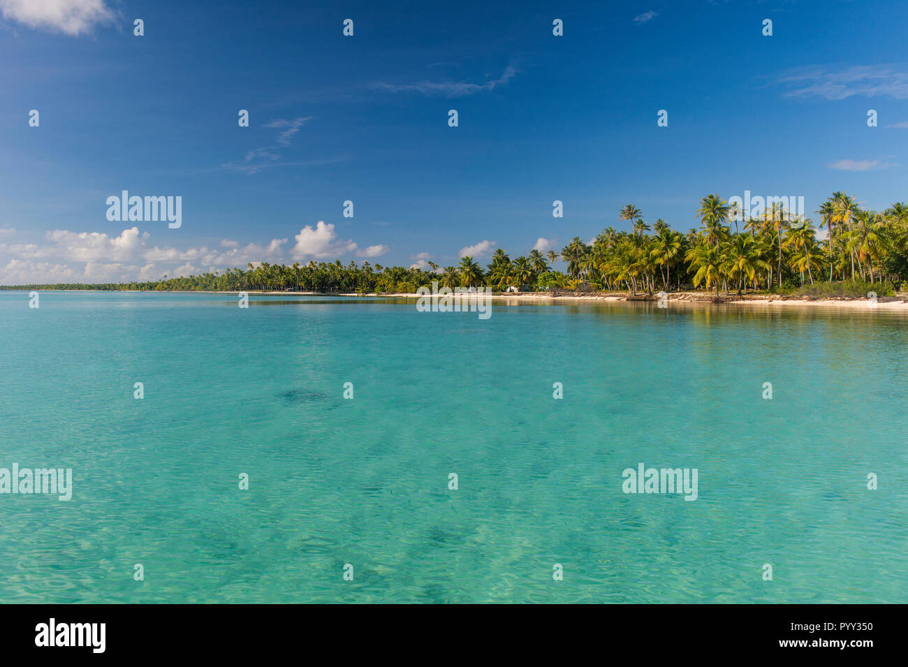 Palm fringed sandy beach in the turquoise waters of Tikehau, Tuamotu Archipelago, French Polynesia Stock Photo