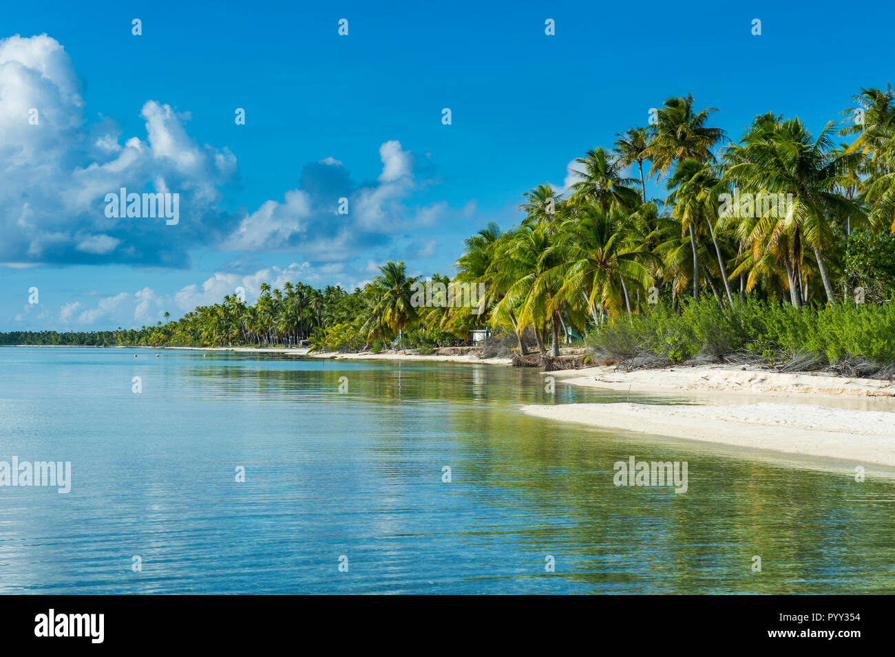 Palm fringed white sand beach in the turquoise waters of Tikehau, Tuamotu Archipelago, French Polynesia Stock Photo