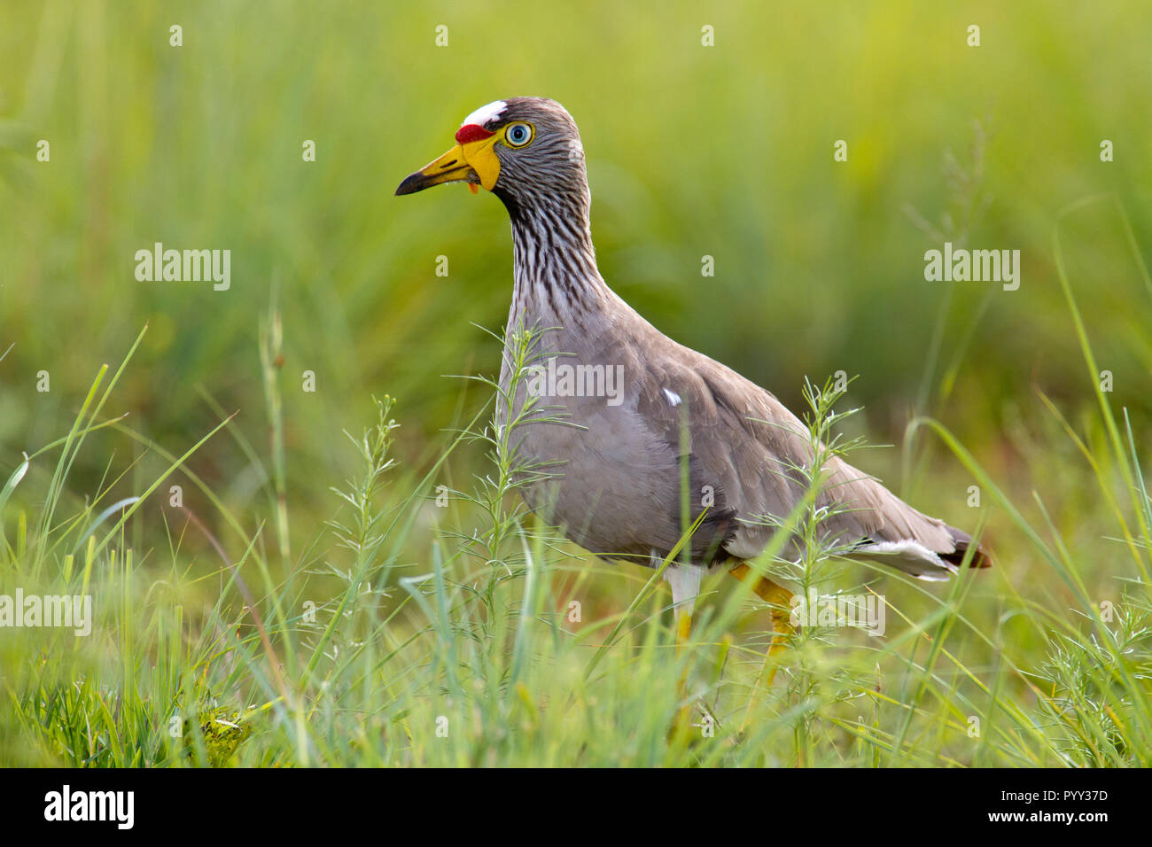 African wattled lapwing (Vanellus senegallus) in the meadow, Pilanesberg Game Reserve, South Africa Stock Photo