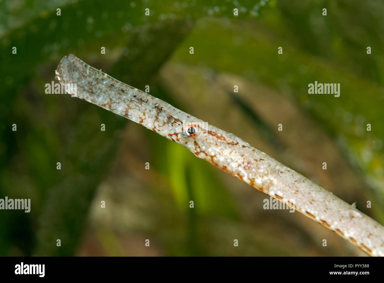 Broadnosed pipefish (Syngnathus typhle), Mediterranean Sea, Southern Cyprus, Cyprus Stock Photo