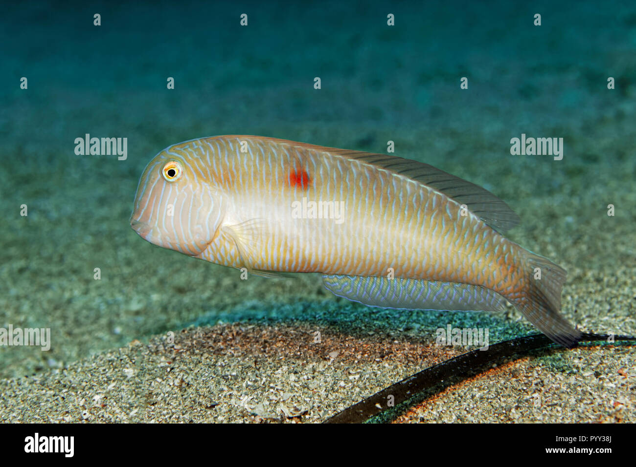 Pearly razorfish (Xyrichtys novacula), Mediterranean Sea, Southern Cyprus, Cyprus Stock Photo