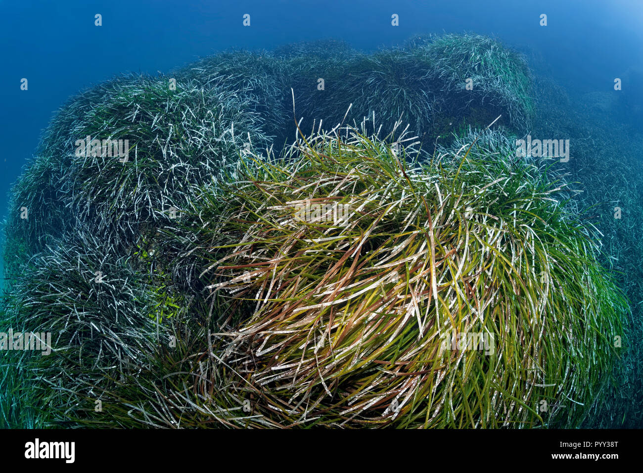 neptune-grass-posidonia-oceanica-mediterranean-sea-southern-cyprus
