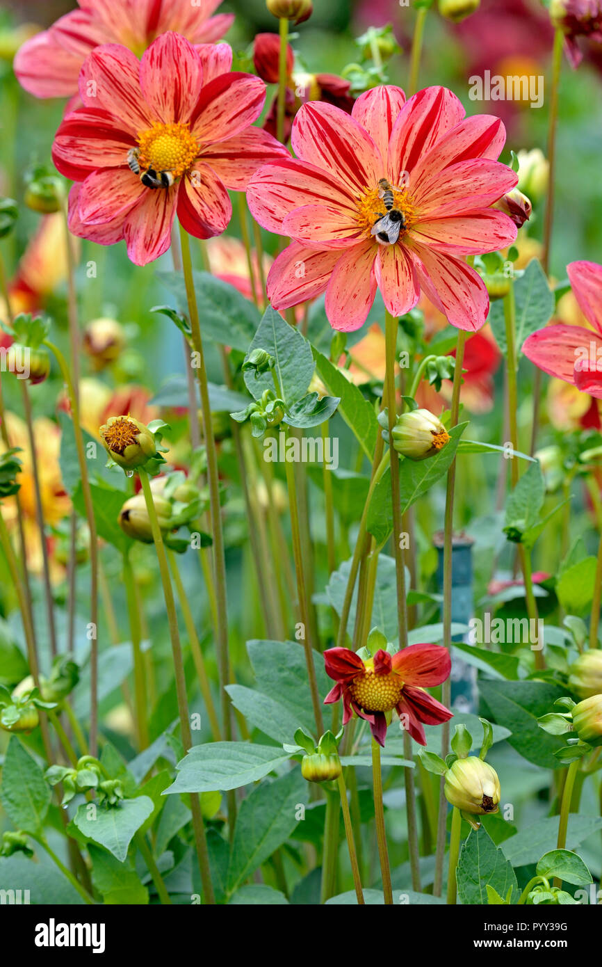 Single flowering Dahlia (Dahlia), variety Saitenspiel, flowers with honey bees (Apis) and bumblebees (Bombus) Stock Photo