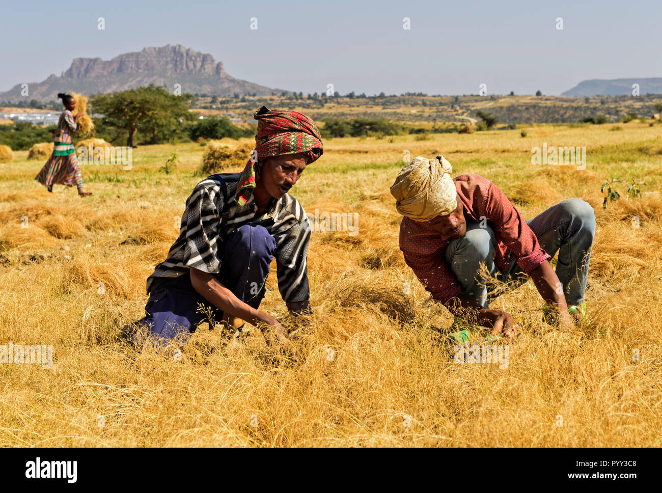 Farmers harvesting Teff (Eragrostis tef) with the sickle, Hawzien, Tigray, Ethiopia Stock Photo