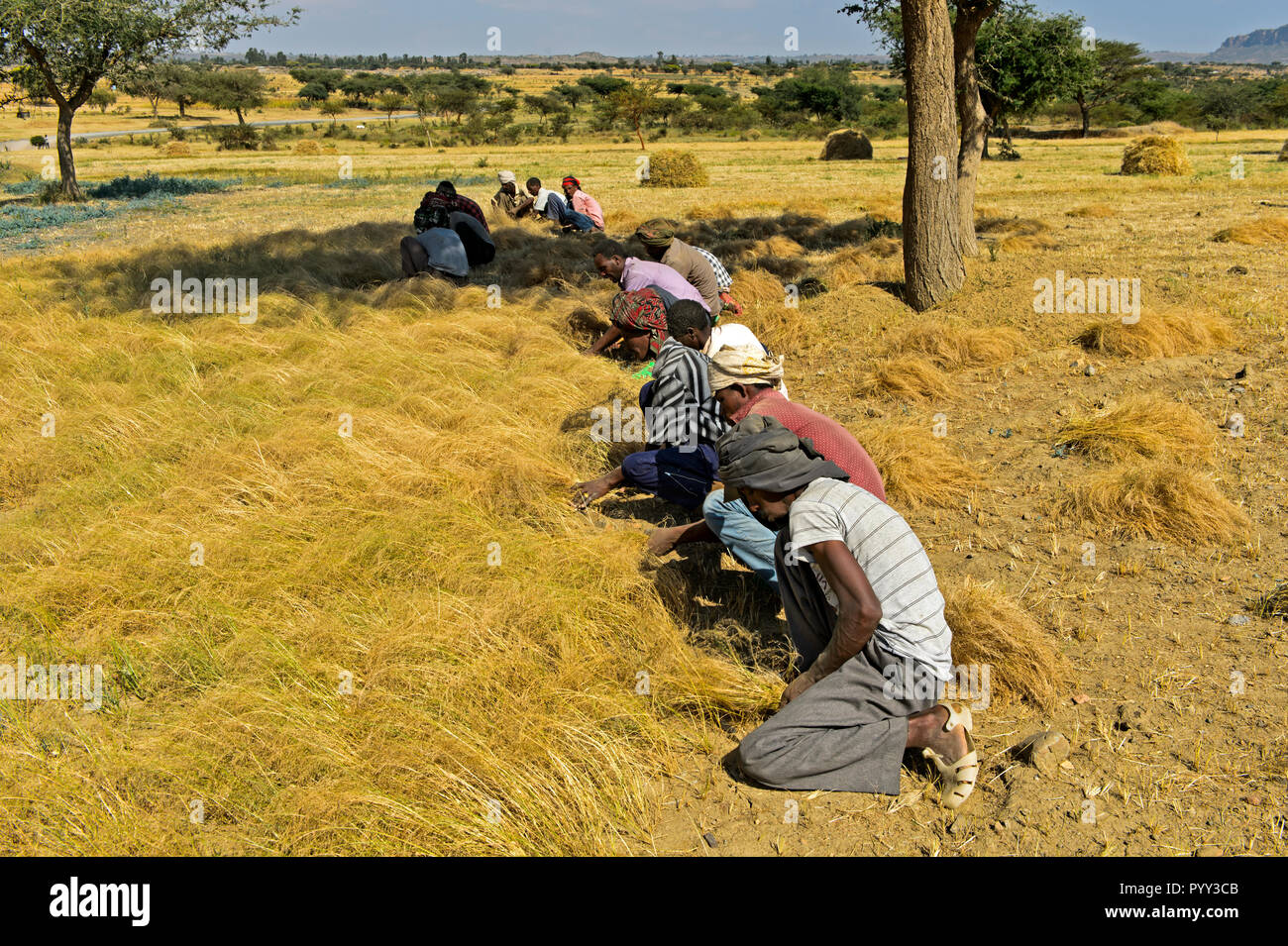 Farmers harvesting Teff (Eragrostis tef) with the sickle, Hawzien, Tigray, Ethiopia Stock Photo