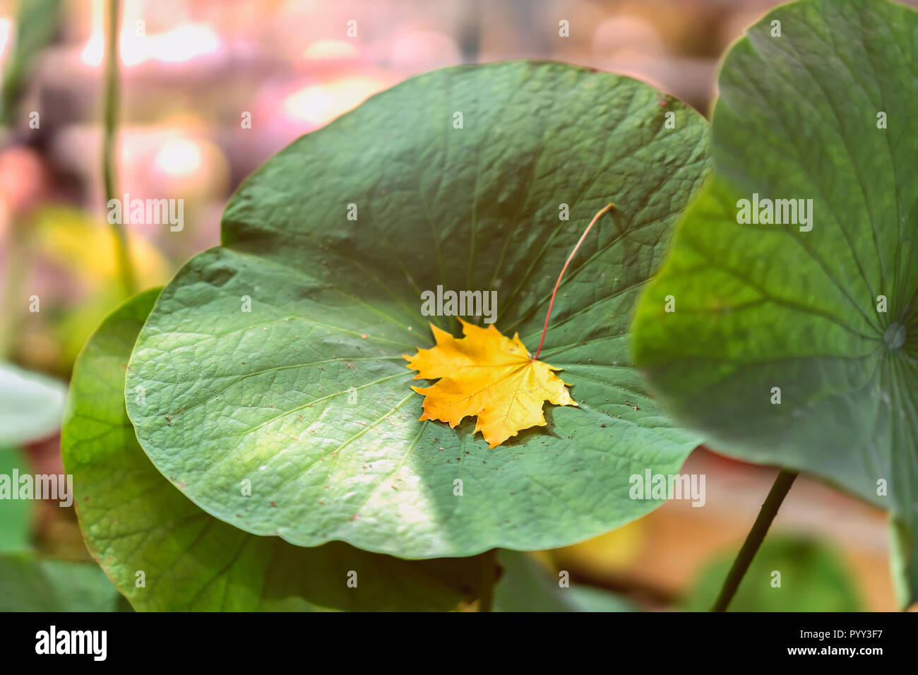 First Fallen Yellow Maple Leaf In Green Grass Close Up Sunny Day