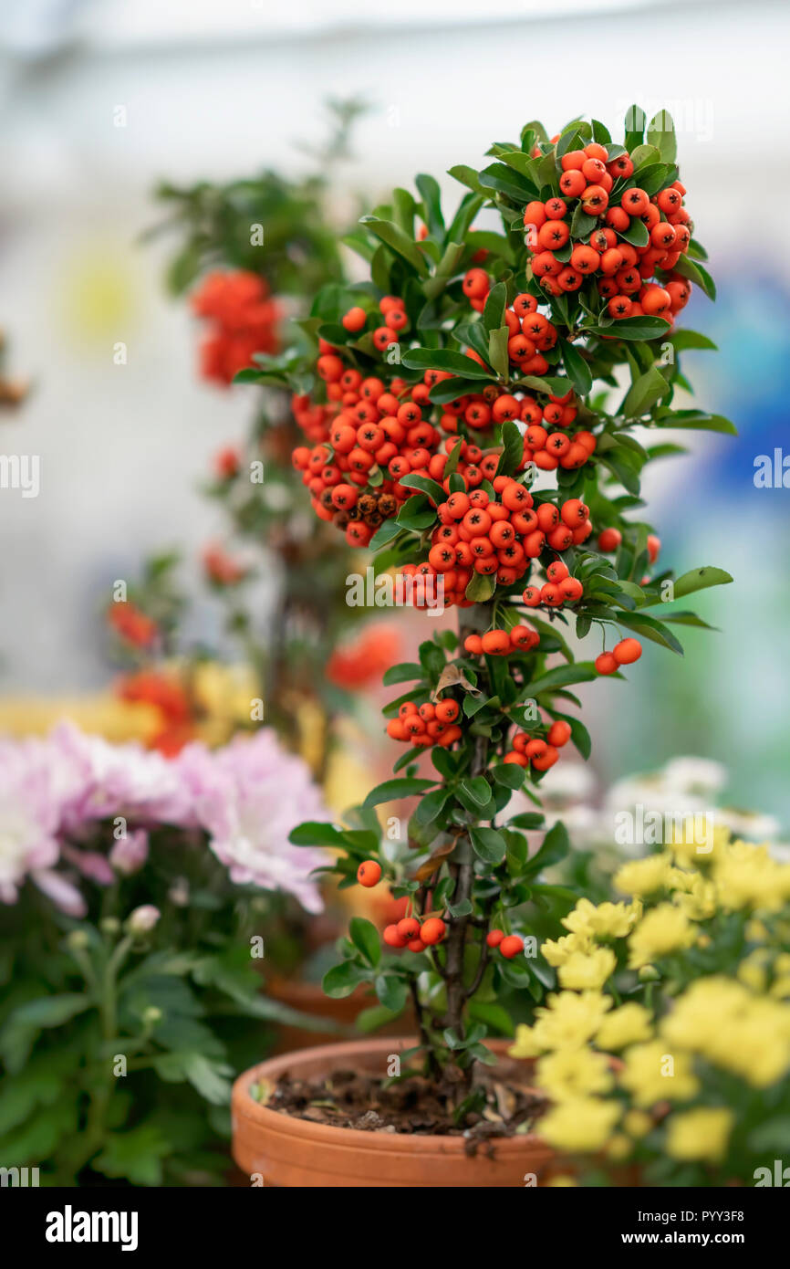 Colorful decorative tree in a flower pot with bright berries close-up, sunny day. Autumn season. Modern natural background Stock Photo