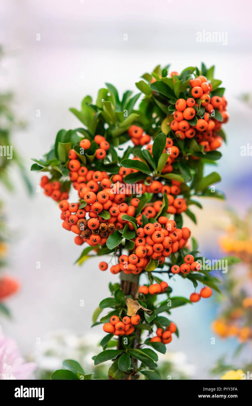 Picturesque decorative tree with bright berries close-up, sunny day. Autumn season. Modern natural vertical background Stock Photo