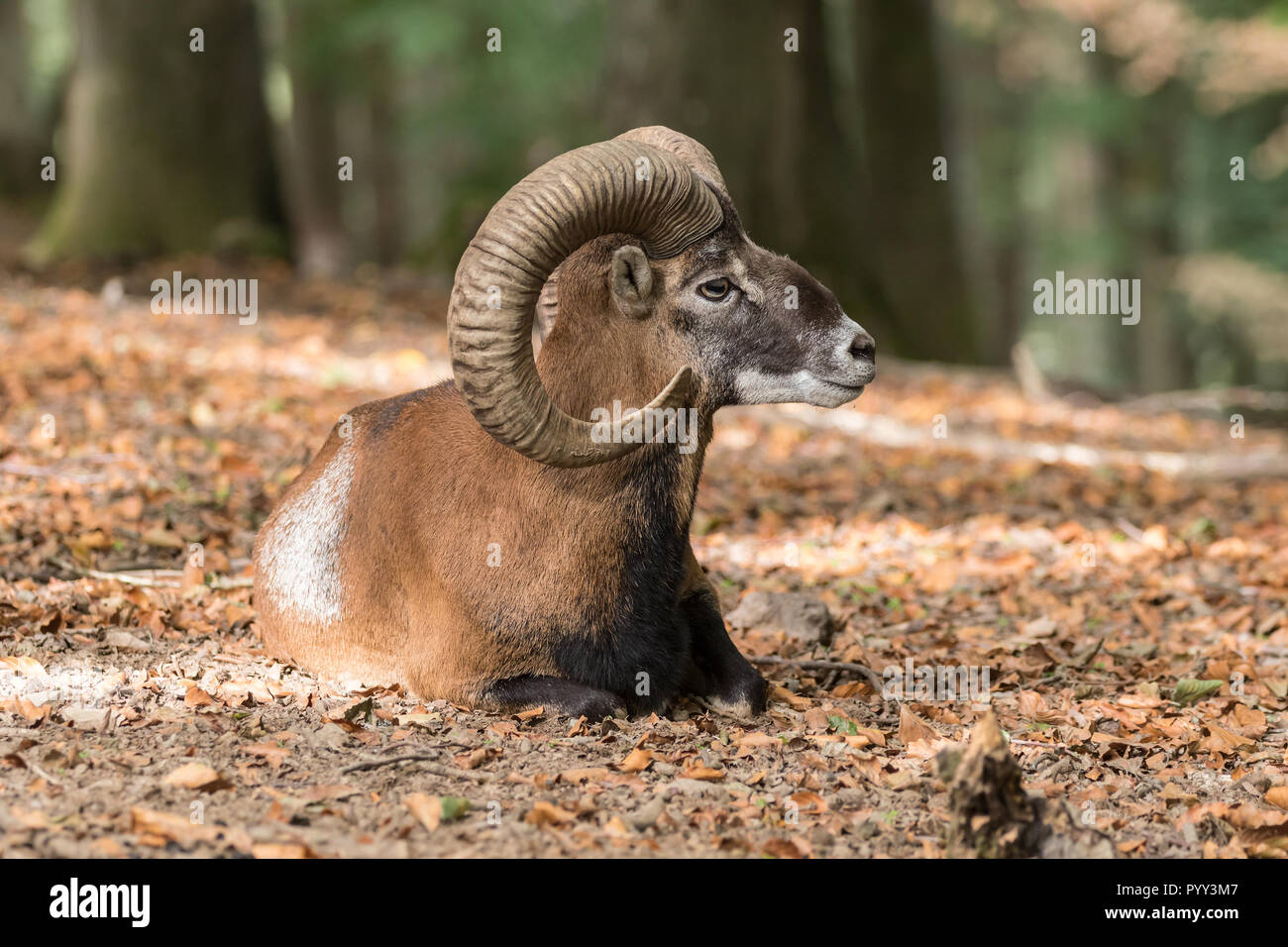 European mouflon (Ovis orientalis musimon), ram lying on forest ground, Vulkaneifel, Rhineland-Palatinate, Germany Stock Photo