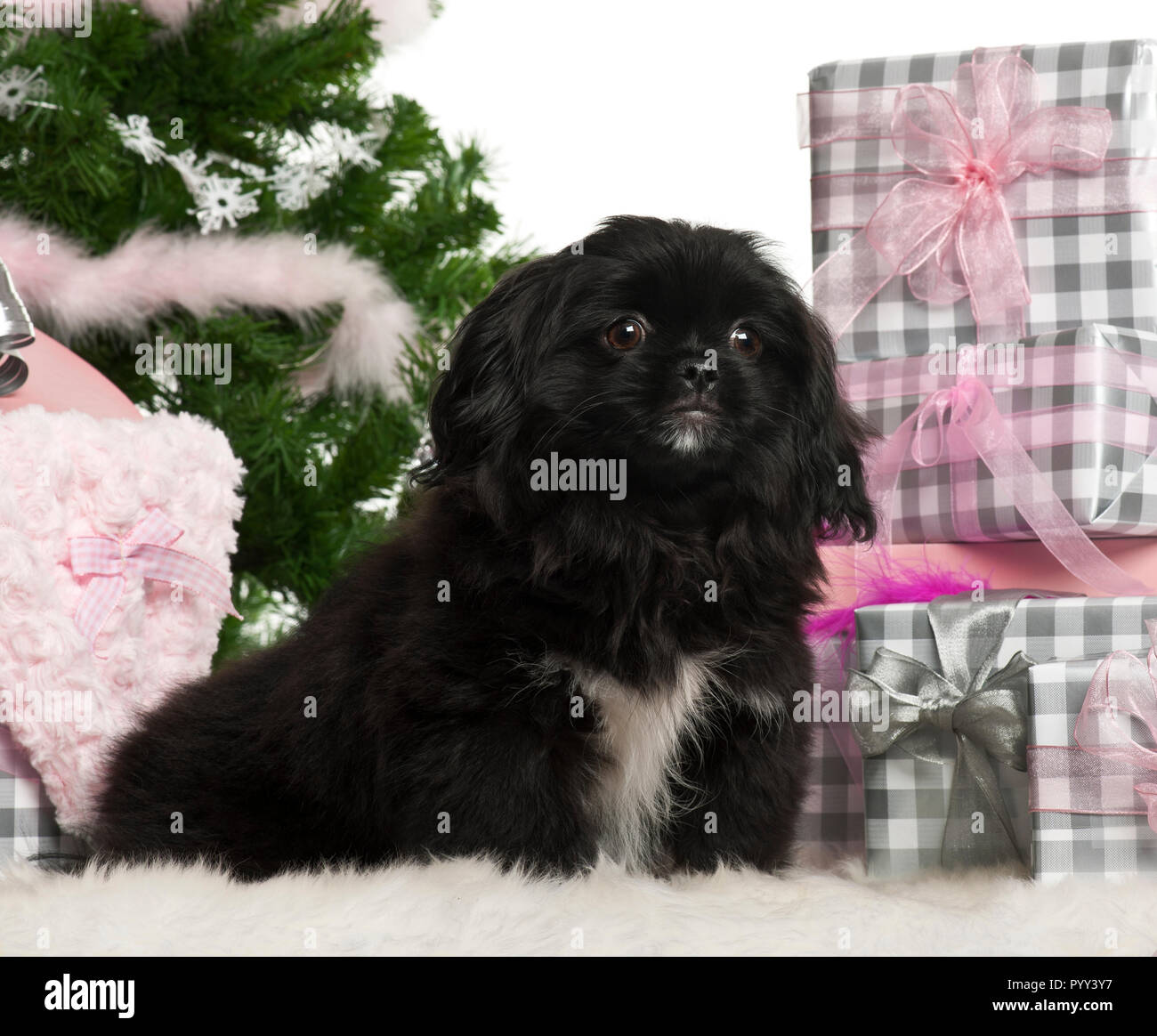 Pekingese puppy, 5 months old, sitting with Christmas tree and gifts in front of white background Stock Photo