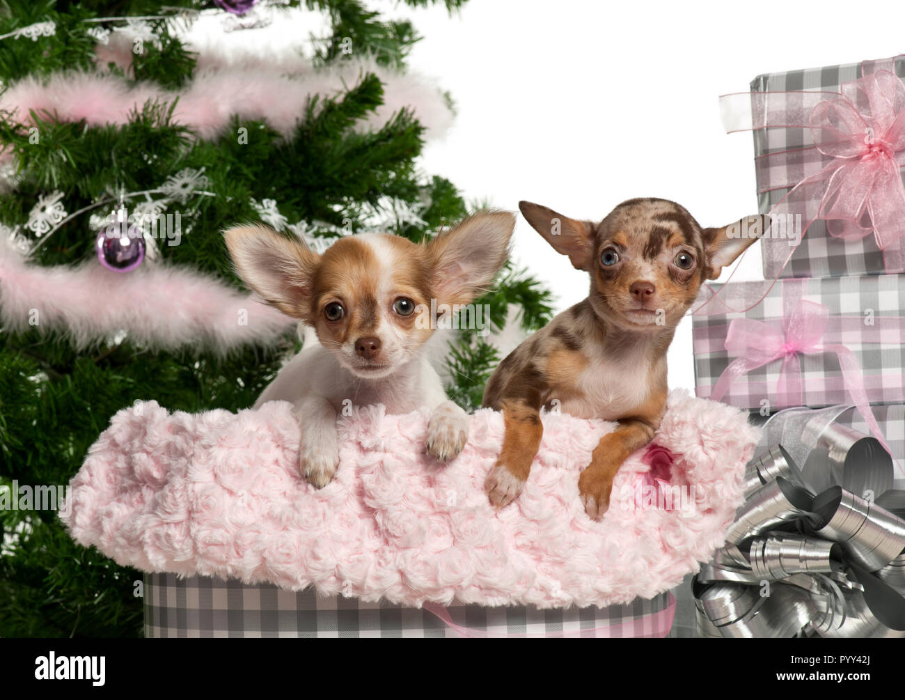 Chihuahua puppy, 4 months old, with Christmas gifts in front of white  background Stock Photo - Alamy, image size:1300x1005