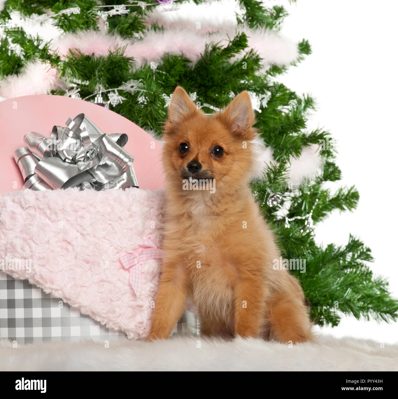 Japanese Spitz Puppy High Resolution Stock Photography And Images Alamy