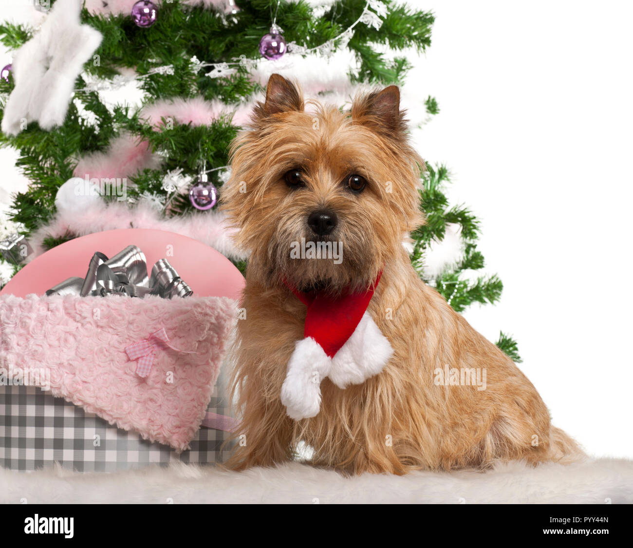 Cairn Terrier, 2 years old, sitting with Christmas tree and gifts in front of white background Stock Photo