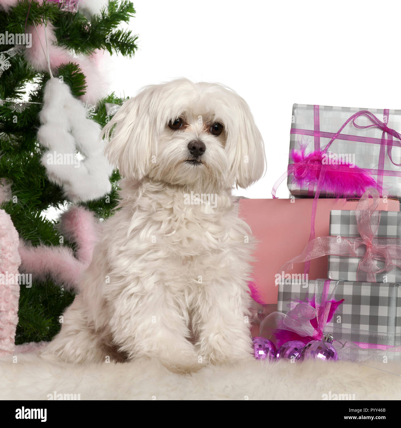 Maltese, 2 years old, with Christmas tree and gifts in front of white