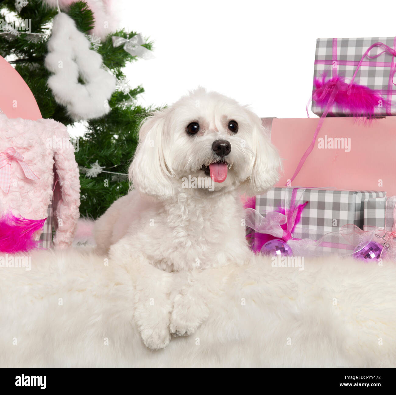 Maltese, 2 years old, with Christmas tree and gifts in front of white