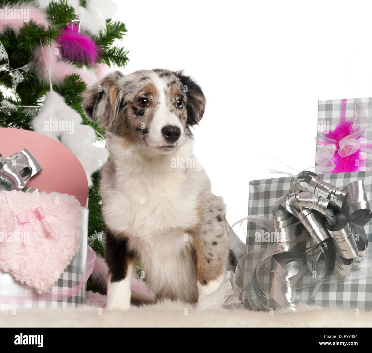 Miniature australian shepherd hi res stock photography and images Alamy