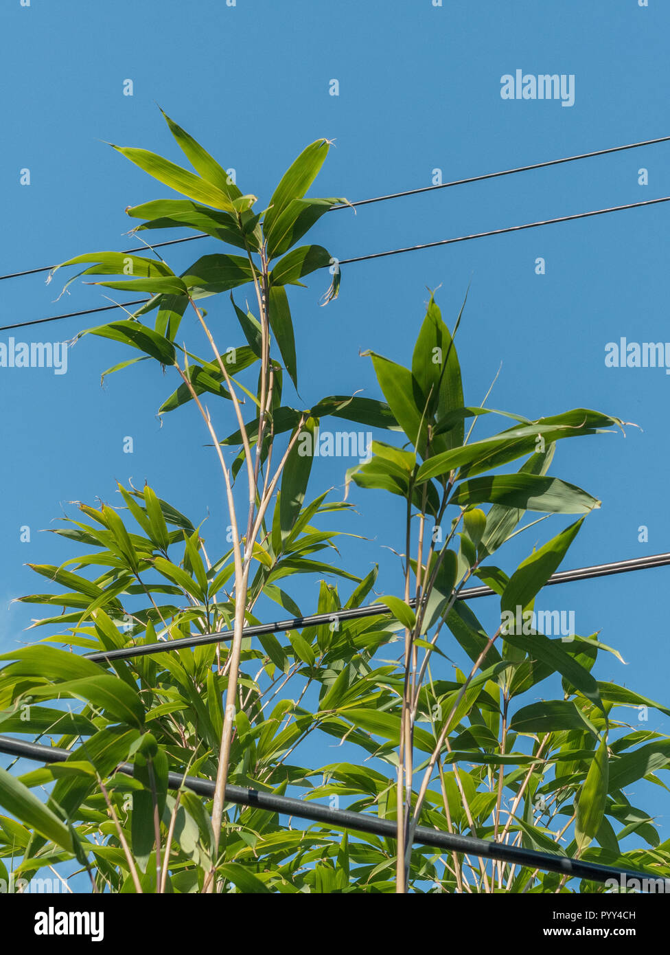 Some sort of garden bamboo species growing up through overhead rural