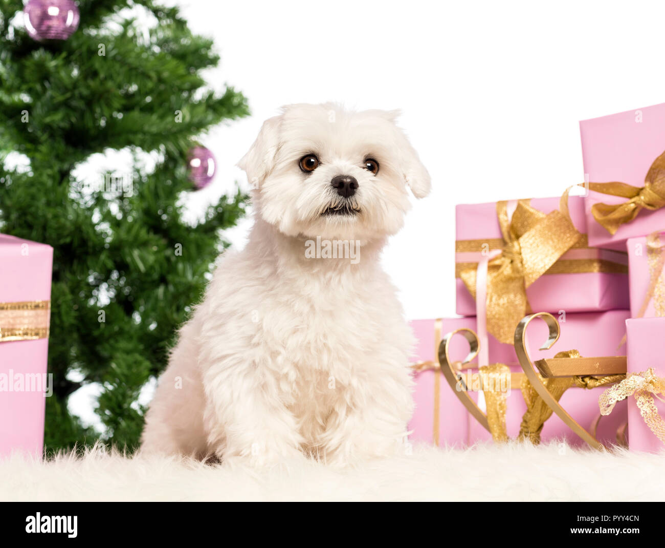Maltese sitting in front of Christmas decorations against white