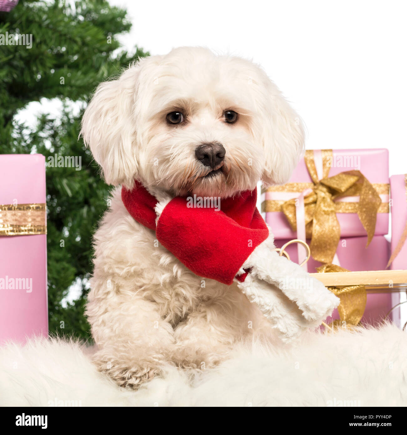 Maltese sitting and wearing a Christmas scarf in front of Christmas