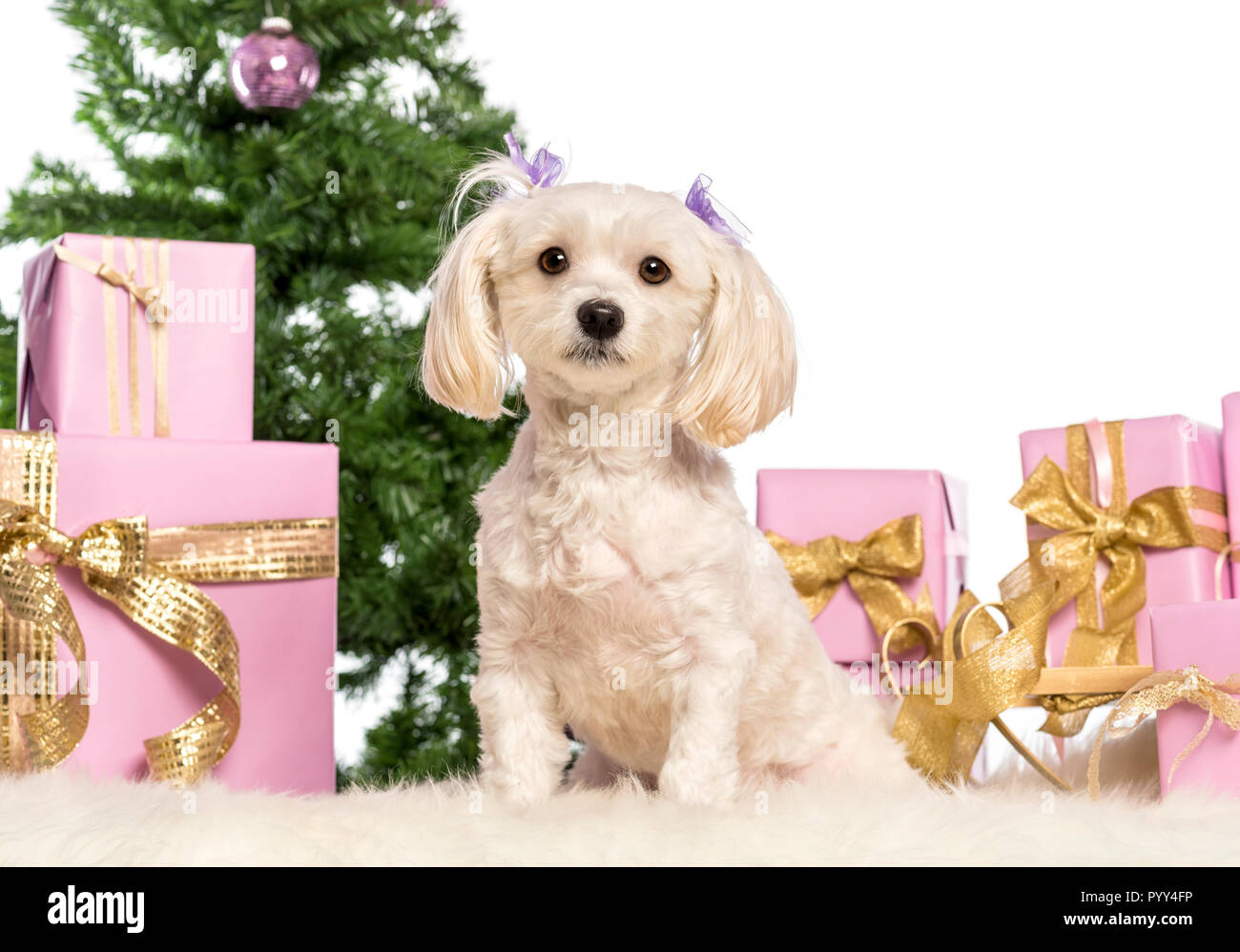 Maltese sitting in front of Christmas decorations against white