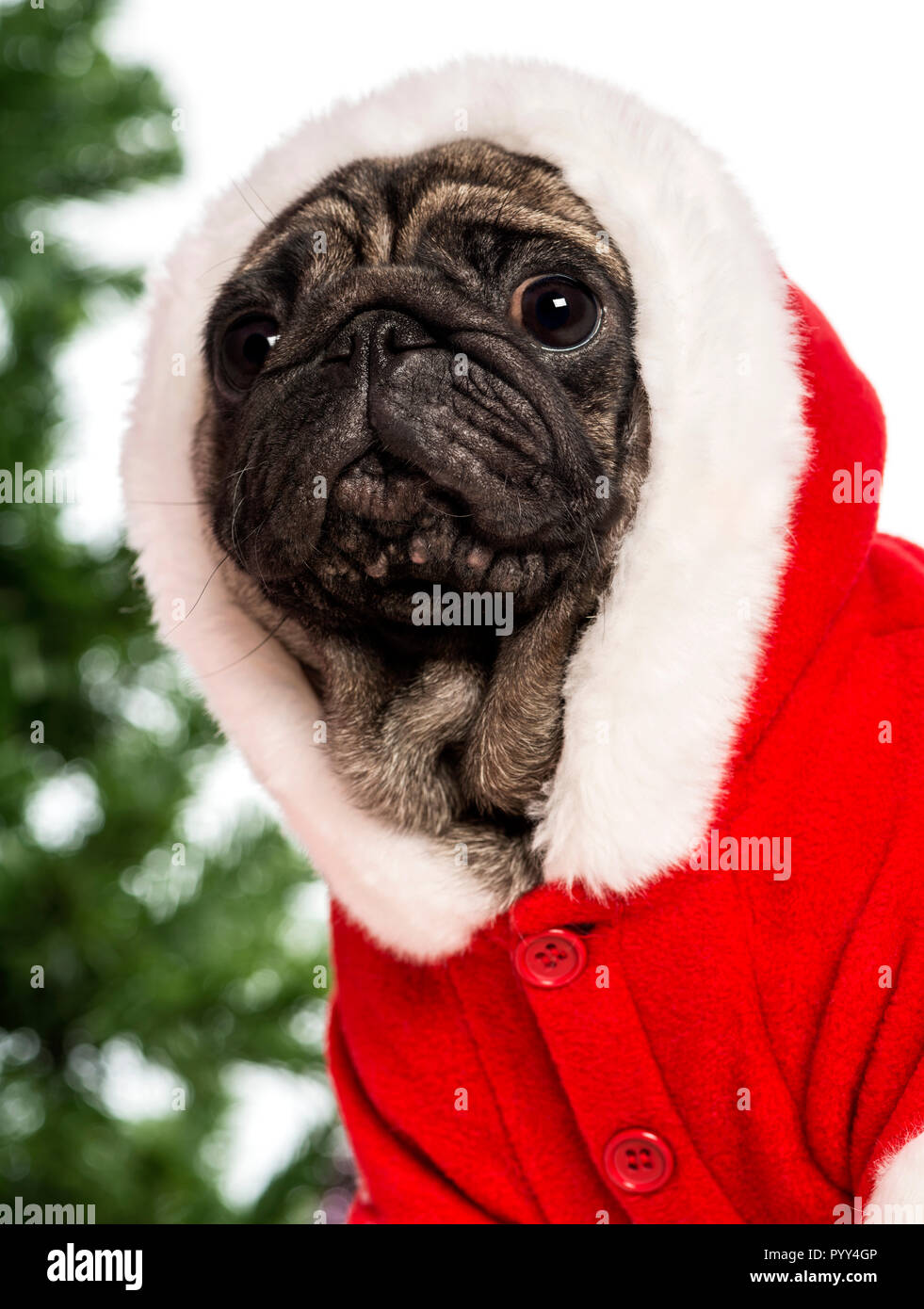 Pug dressed with a Christmas suit in front of Christmas decorations against  white background Stock Photo - Alamy
