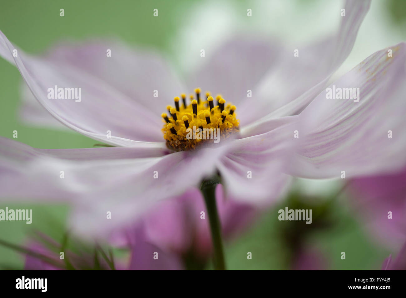 Cosmos flower closeup hi-res stock photography and images - Alamy