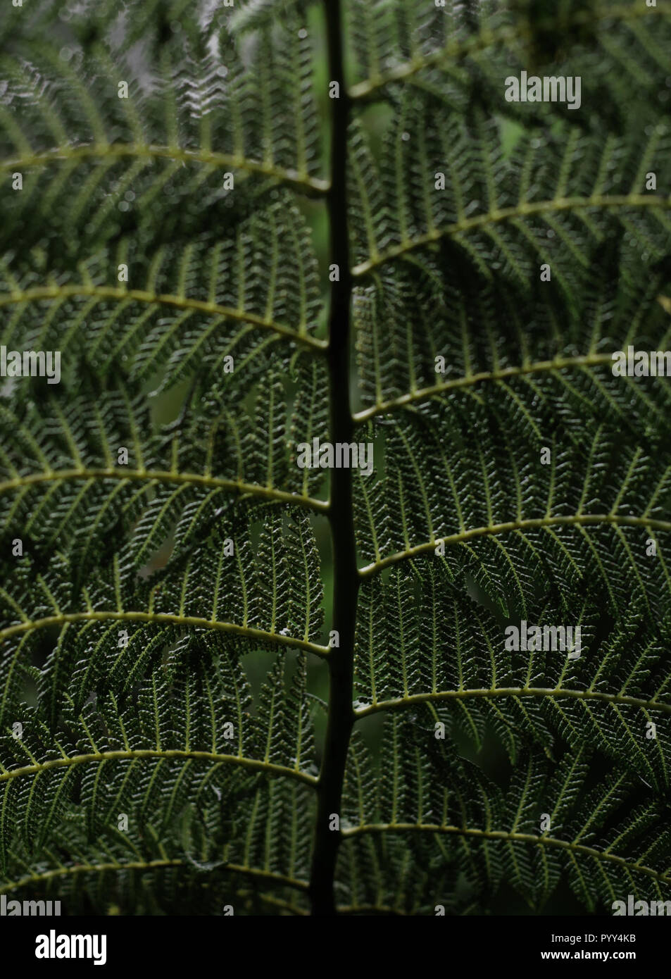 Closeup of fern frond Stock Photo
