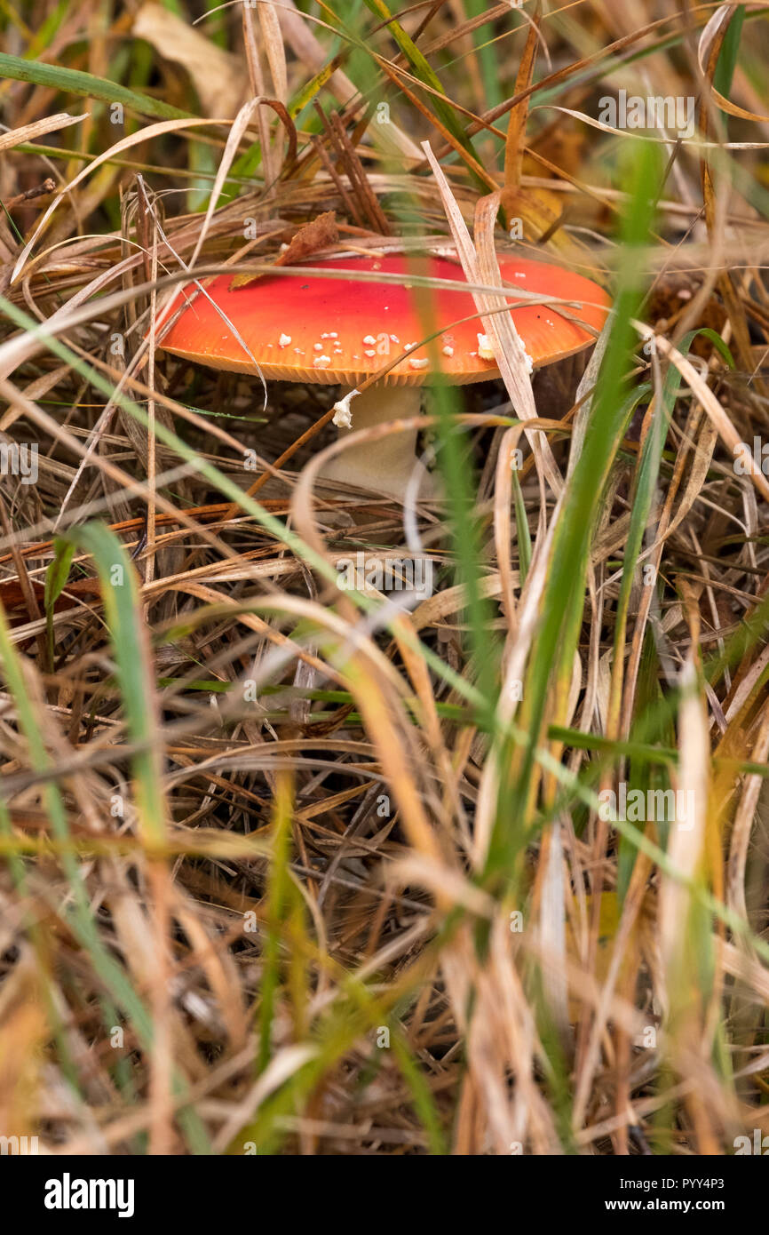 Fly agaric mushroom / toadstool with red spotted cap growing in grass in woods in Hampshire. Known also as amanita muscaria. Mushroom is poisonous Stock Photo