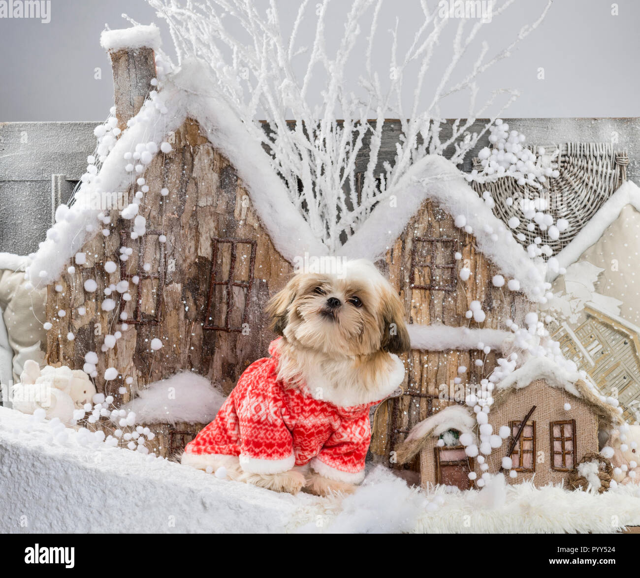 What Size Crate Does A Shih Tzu Need at Scott Rabideau blog