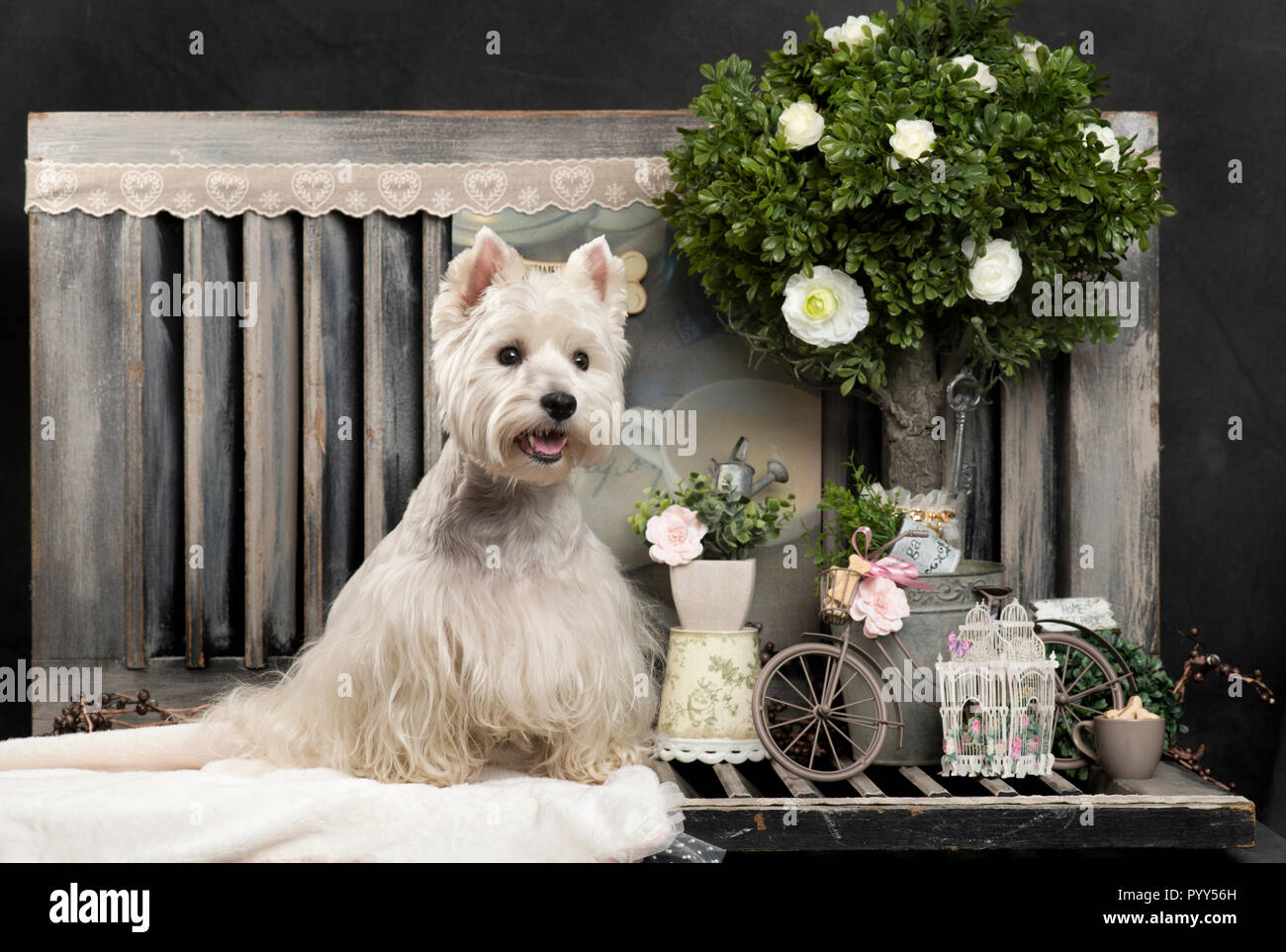 Westy High Resolution Stock Photography and Images - Alamy