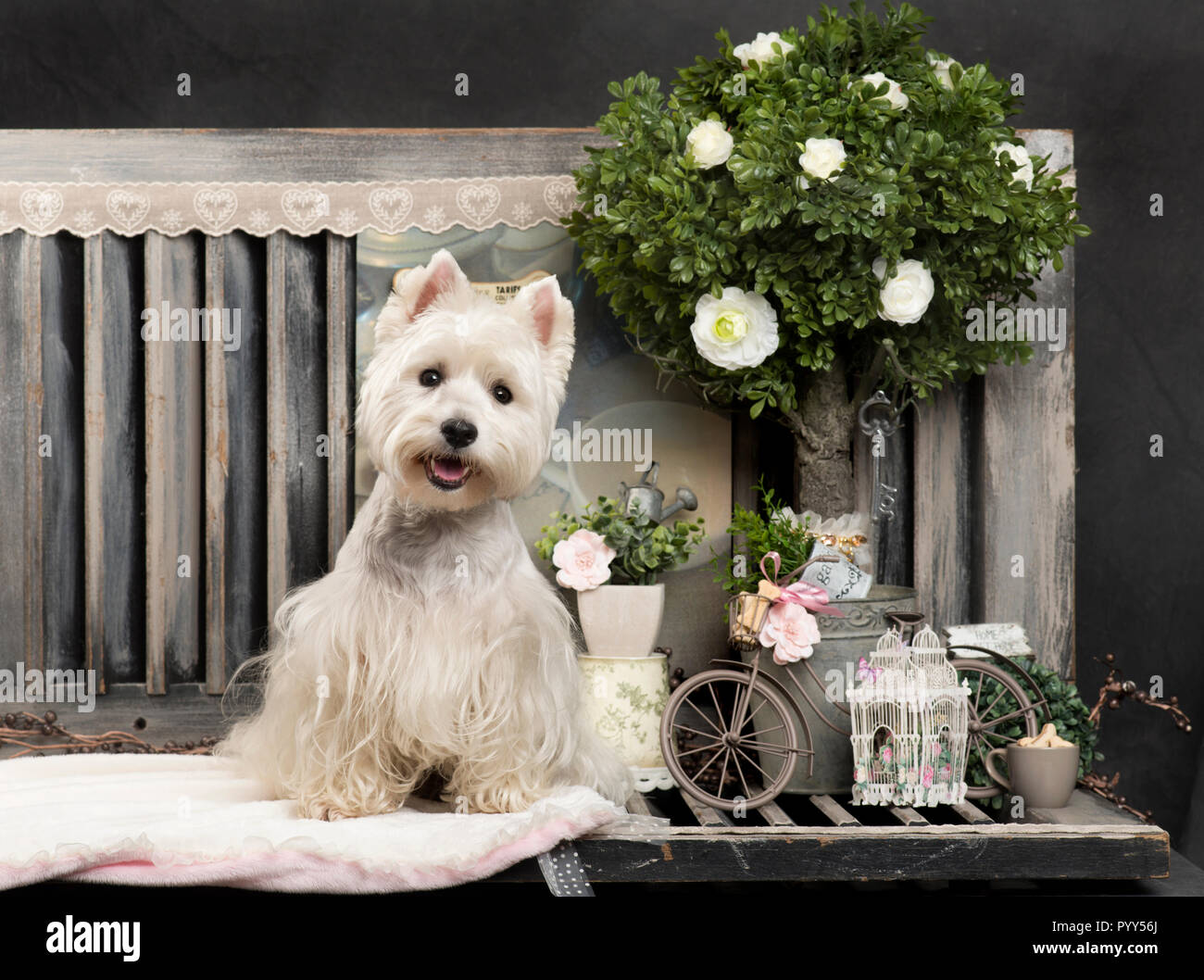 Westy hi-res stock photography and images - Alamy