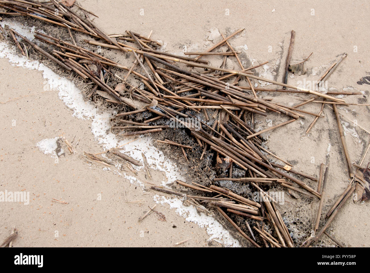 Dry reed stems on sand beach. Cold winter day Stock Photo - Alamy