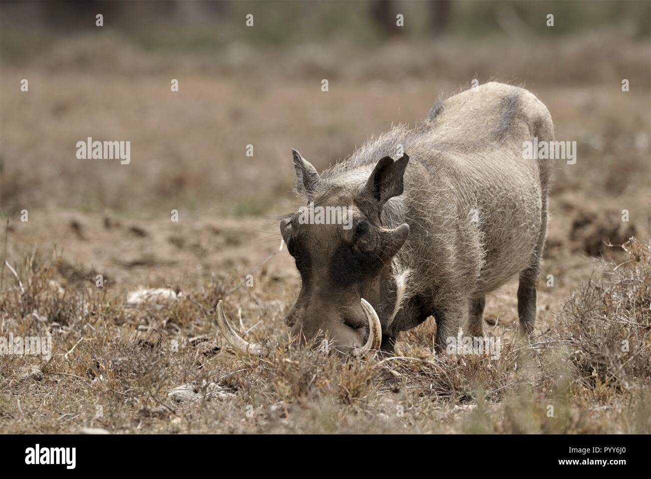 One of the Ugly 5 Stock Photo - Alamy