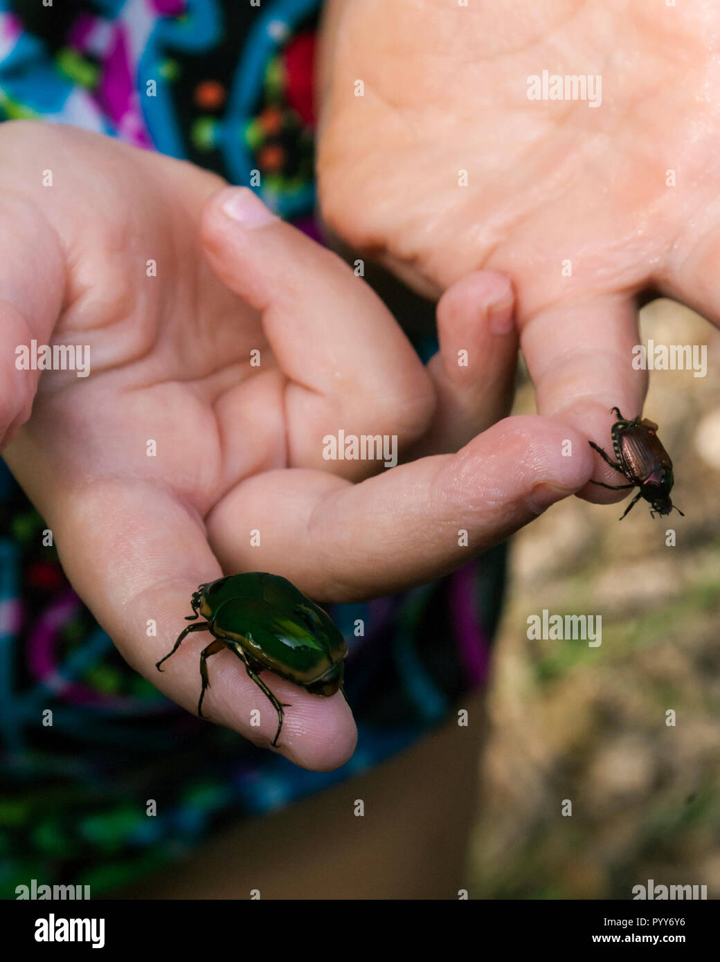 Young Caucasian girl child with beetles crawling on hands Stock Photo