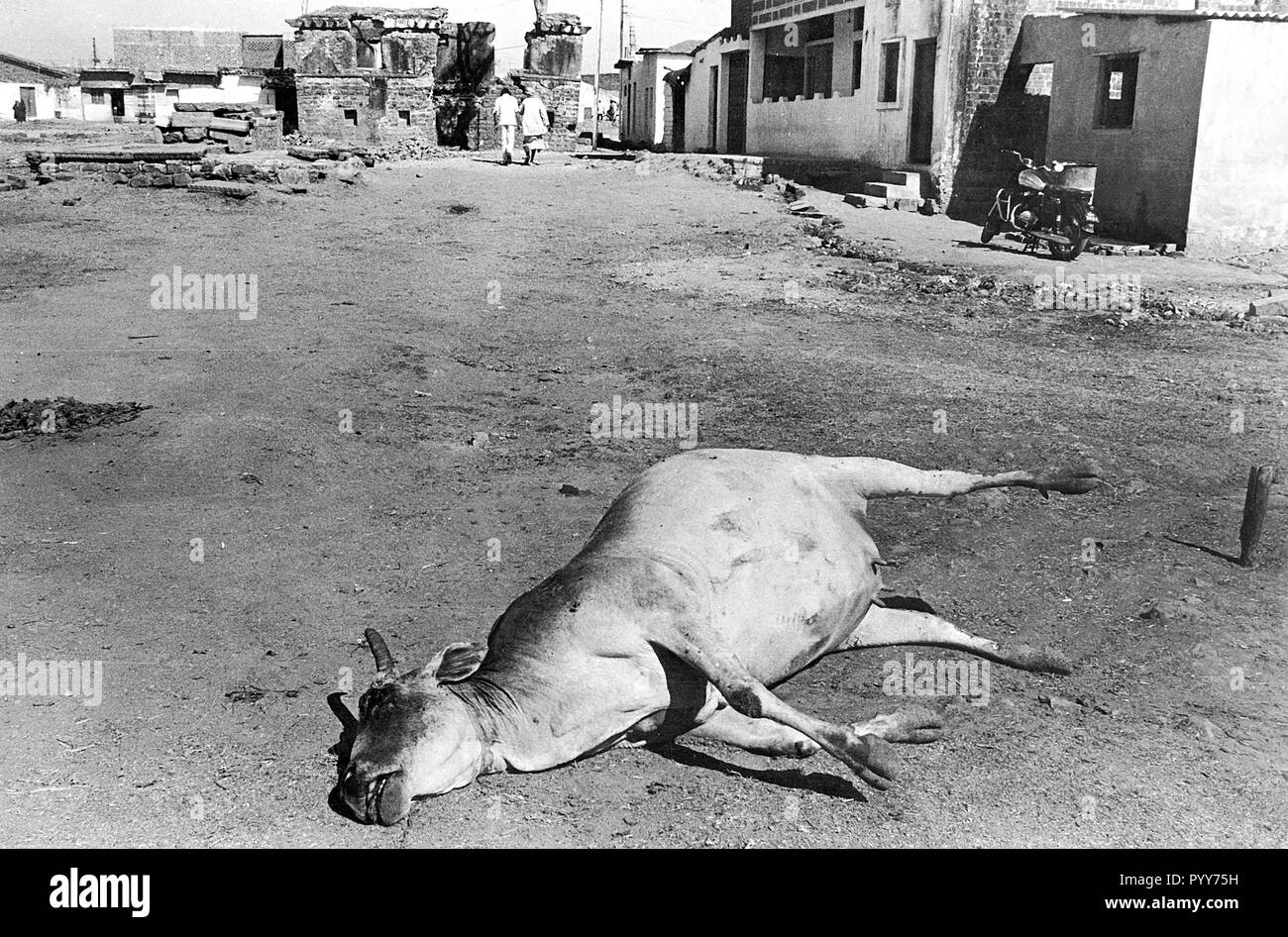 dead cow carcass, union carbide gas leak tragedy, Bhopal, madhya pradesh, India, Asia Stock Photo