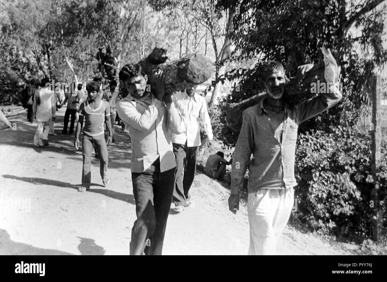 men carrying wooden logs for funeral pyre, Bhopal, Madhya pradesh, India, Asia Stock Photo