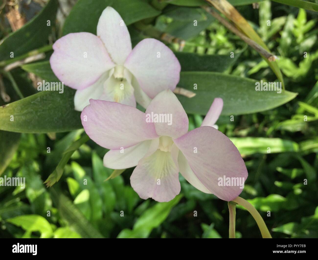 Orchid flower in garden at winter or spring day for postcard beauty and agriculture idea concept design Stock Photo