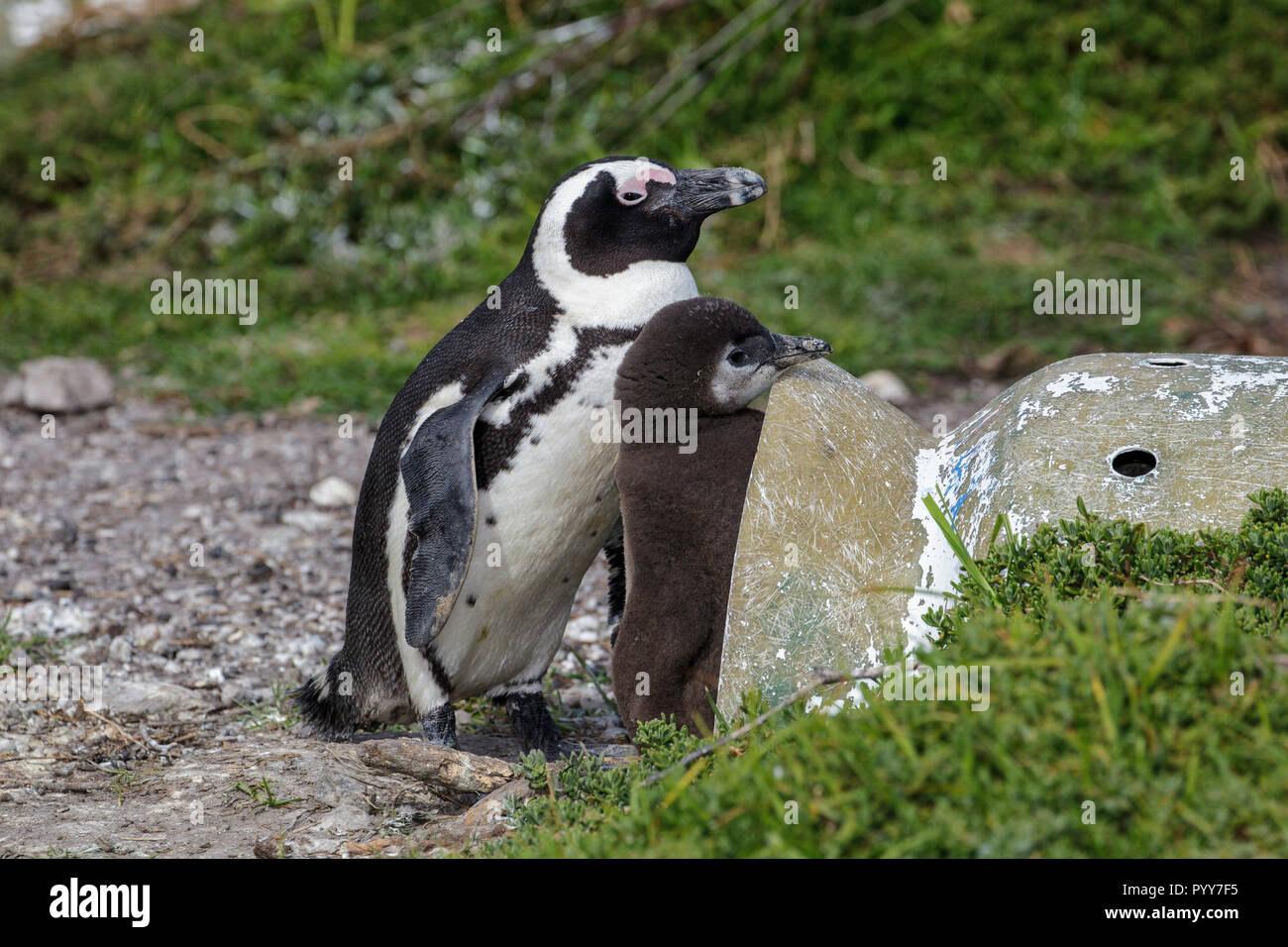 African Penguin  Spheniscus demersus Cape Town, Western Cape District , South Africa 1 September 2018      Adult & Immature at man made nest structure Stock Photo