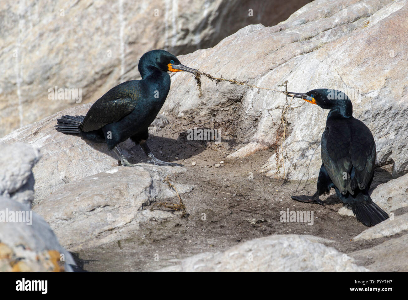 Cape Cormorant Phalacrocorax capensis Cape Town, Western Cape, South