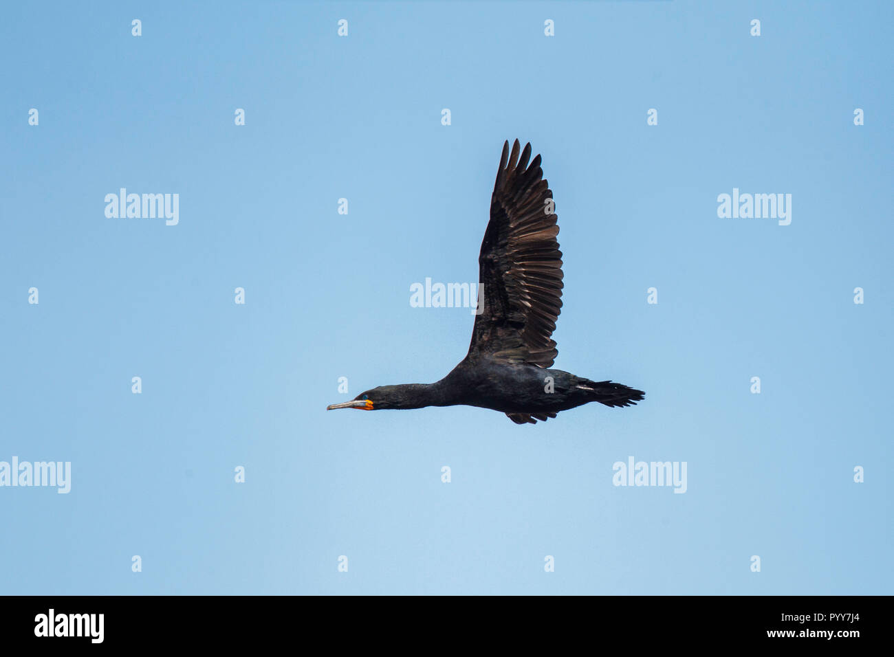 Cape Cormorant  Phalacrocorax capensis Cape Town, Western Cape District, South Africa 1 September 2018      Adult in flight.     Phalacrocoracidae Stock Photo