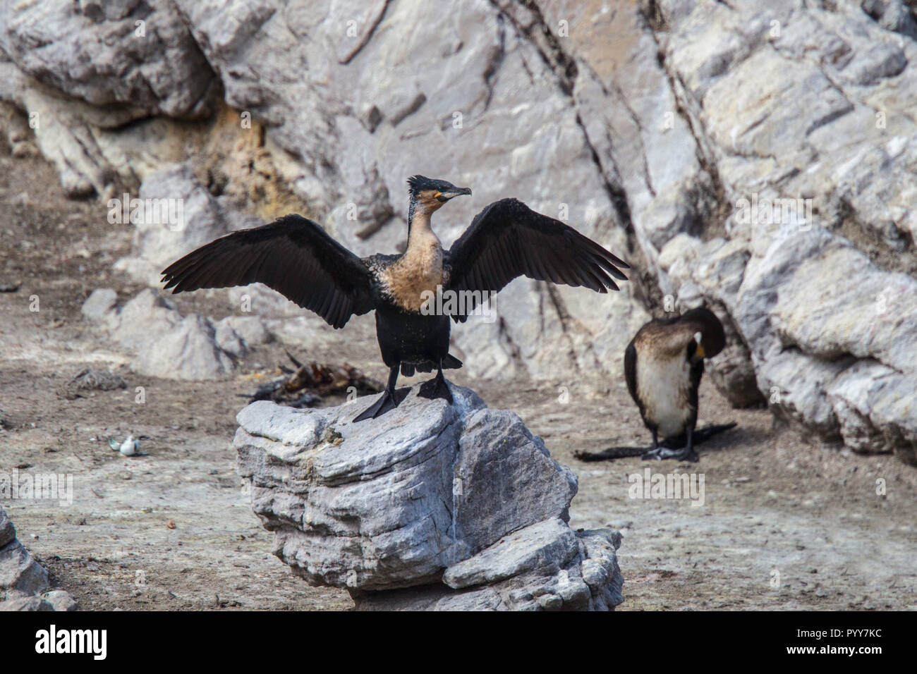 White-breasted Cormorant  Phalacrocorax lucidus Cape Town, Western Cape District, South Africa 1 September 2018     Adult with wings spread.    Phalac Stock Photo