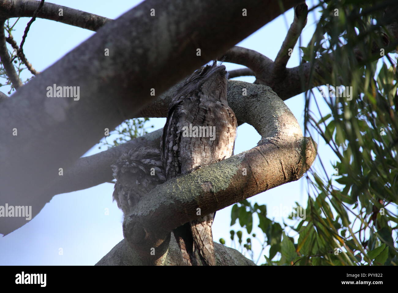 Pair of Tawny Frogmouths Owls (Podargus Strigoides) Huddled on Branch of Poinciana Tree (Delonix Regia), Gold Coast, Australia Stock Photo