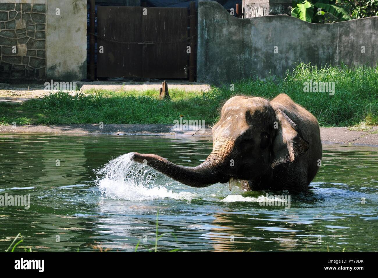 Elephant playing in pond, Jijamata Udyan, Mumbai, Maharashtra, India, Asia Stock Photo