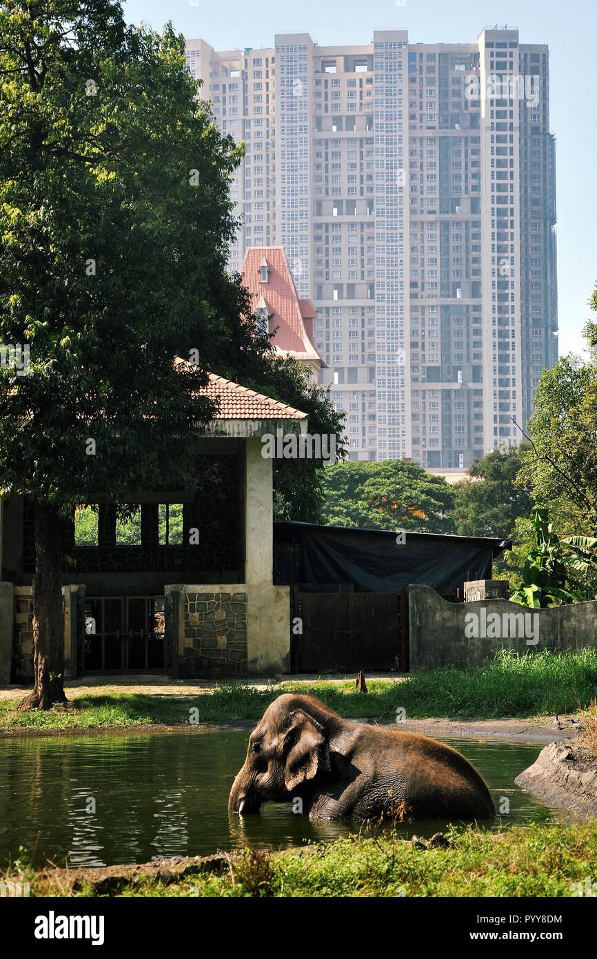 Elephant playing in pond, Jijamata Udyan, Mumbai, Maharashtra, India, Asia Stock Photo