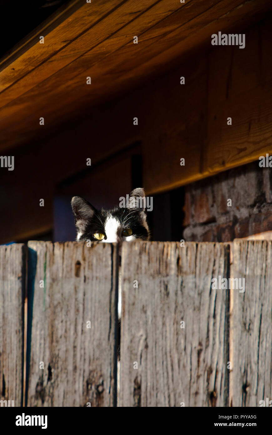 bicolor cat peeking from behind a wooden fence Stock Photo