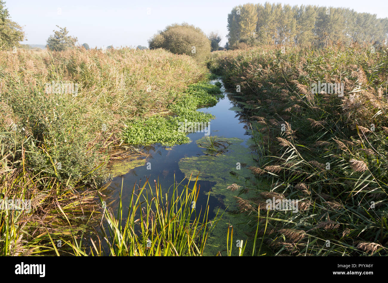 Drainage river channel Minsmere New Cut, wetland landscape at ...