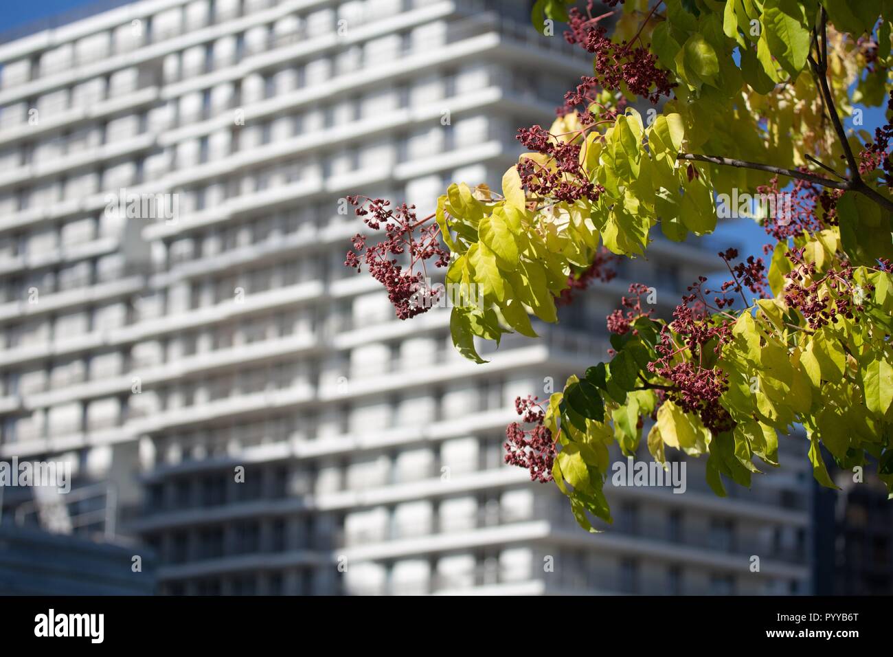 France, Ile de France, Paris 17th arrondissement, Paris, the new Batignolles neighborhood, around the Martin Luther King park, site construction, buildings, new neighborhood Stock Photo