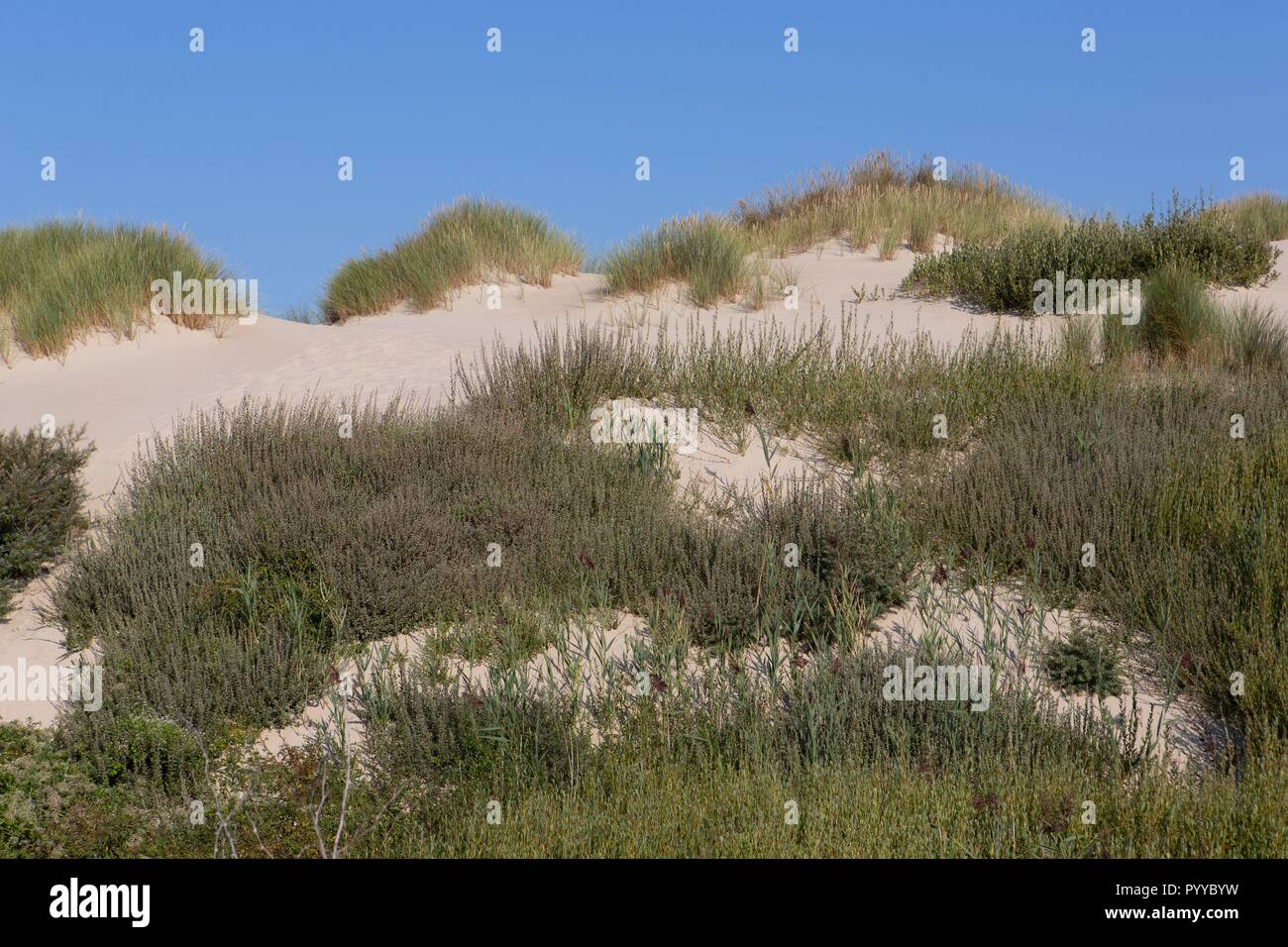 Parabolic dune beach hi-res stock photography and images - Alamy